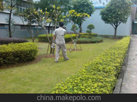 南寧第45屆體操世界錦標(biāo)賽主賽場(chǎng)、訓(xùn)練場(chǎng)病媒生物防制工作